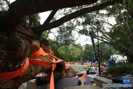 9月30日,中国建造社区救急义工队的工东说念主对大叶合欢古树张开扶正责任。新华社发