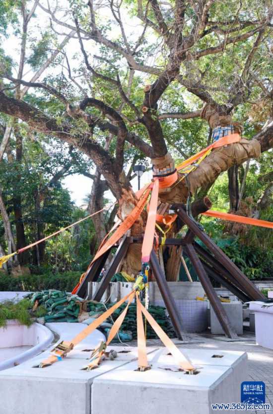 这是10月14日在香港九龙公园拍摄的大叶合欢古树。新华社记者 陈铎 摄