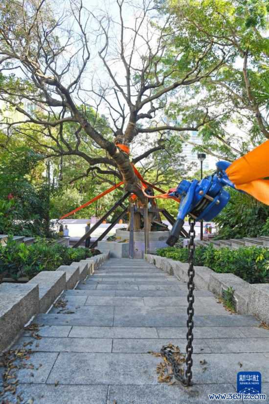 这是10月14日在香港九龙公园拍摄的大叶合欢古树。新华社记者 陈铎 摄