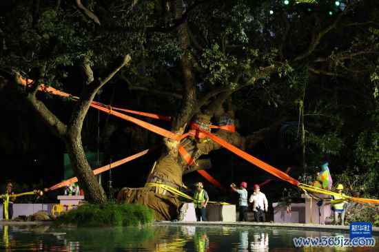 9月30日,中国建造社区救急义工队的工东说念主对大叶合欢古树张开扶正责任。新华社发