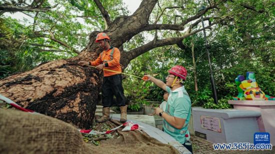 9月29日,中国建造社区救急义工队的工东说念主对大叶合欢古树张开扶正责任。新华社发