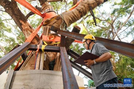 10月14日,香港古树管制大众林妙成在九龙公园勘探大叶合欢古树的情况。新华社记者 陈铎 摄